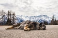 Dog sleeping on mountain road. Snow-capped mountains at the background.