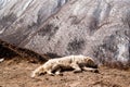 A dog sleeping near foothpath in Himalaya mountains Royalty Free Stock Photo