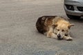 Dog sleeping next to a car Royalty Free Stock Photo