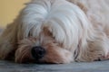 Dog sleeping now. Royalty Free Stock Photo
