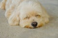 Dog sleeping now. Royalty Free Stock Photo