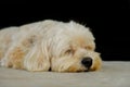 Dog sleeping now. Royalty Free Stock Photo