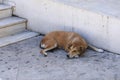 Sleeping old dog. Royalty Free Stock Photo