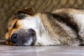 dog sleeping outdoors in the shade on a hot clear day Royalty Free Stock Photo