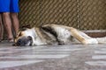 Dog sleeping outdoors in the shade on a hot summer day Royalty Free Stock Photo