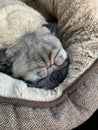 Dog sleeping pug fawn Royalty Free Stock Photo