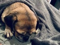 Dog sleeping pug fawn Royalty Free Stock Photo