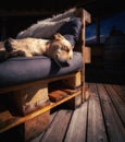 dog sleeping relaxed on an armchair in the sun Royalty Free Stock Photo