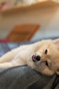 Dog sleeping and rest on Dog owner. woman is lying and sleeping with Pomeranian dog