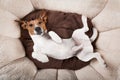 Dog sleeping or resting Royalty Free Stock Photo