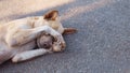 The dog is sleeping on the road, The dog is hiding Royalty Free Stock Photo