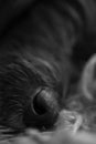 The dog is sleeping, the dog`s nose close up. Black-and-white image close-up of a sleeping dog`s face. Vertical image Royalty Free Stock Photo