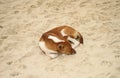 Dog sleeping on sand