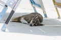 dog sleeping on sand beach Royalty Free Stock Photo