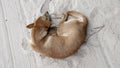 Dog sleeping on sand beach Royalty Free Stock Photo