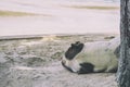 Dog sleeping on the sand summer sea