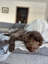 Dog sleeping on sofa bed
