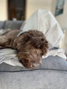 Dog sleeping on sofa bed