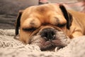 Dog sleeping on a sofa close up Royalty Free Stock Photo