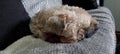 Jack Russell x Border terrier sleeping closeup Royalty Free Stock Photo