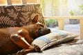 Dog sleeping on sofa and take rest. Royalty Free Stock Photo