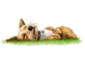 Dog sleeping on soft grass white isolate background Royalty Free Stock Photo