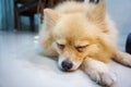 Dog sleeping and take some rest in room Royalty Free Stock Photo