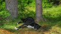 Dog sleeping under a coniferous tree