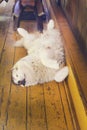 Dog sleeping upside down