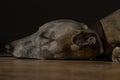 Dog Sleeping on wooden floor Royalty Free Stock Photo