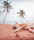 The dog sleeps on a beautiful tropical landscape, blue ocean and tall palms. Sri Lanka island. Vertical image Royalty Free Stock Photo