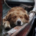 dog sleeps in a boat Royalty Free Stock Photo