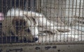 A dog sleeps in a cage and feeling lonely