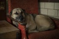 Dog sleeps in chair. Stray dog in shelter. Pet rests