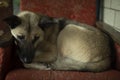 Dog sleeps in chair. Stray dog in shelter. Pet rests