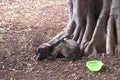 A dog sleeps next to a tree and a bowl of water Royalty Free Stock Photo