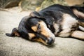The dog sleeps until it sleeps. Royalty Free Stock Photo
