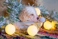 Dog sleeps surrounded by christmas things