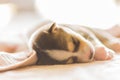 A dog sleeps under back white blanket ,