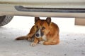 The dog sleeps under the car.