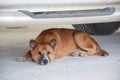 The dog sleeps under the car.