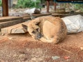 The dog slept with coldness. Royalty Free Stock Photo