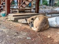 The dog slept with coldness. Royalty Free Stock Photo