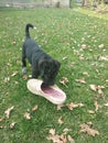Dog and slipper on the lawn