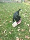 Dog and slipper on the lawn