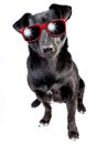 Dog Small Black Red Sunglasses Isolated Royalty Free Stock Photo