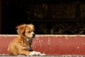 Dog Royalty Free Stock Photo