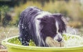 Dog swims in the swiming pool Royalty Free Stock Photo