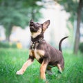 Dog small puppy german shepherd pet plays and jumps on grass Royalty Free Stock Photo