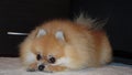 Dog a small red Spitz lies.